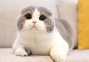 高地折耳猫,温顺圆脸的秘密守护者