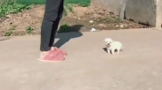 摄影比赛小姐姐摔跤,摄影小姐姐摔跤瞬间引发热议